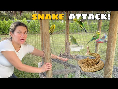 MY BIRD WAS ATTACKED AND EATEN! WE CAUGHT THE PREDATOR!