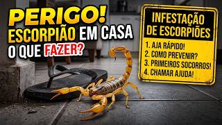 Infestação de Escorpiões - O que fazer