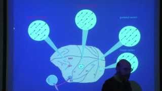 11. The neural control of visually guided eye movements 2