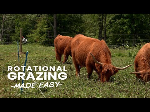 Video Preview - Rotational Grazing The Easy Way with Homesteady! 