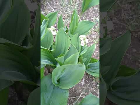 スズランを地植えや鉢に植える時期と方法は？  庭園