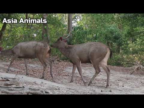 image-Which countries have deer?