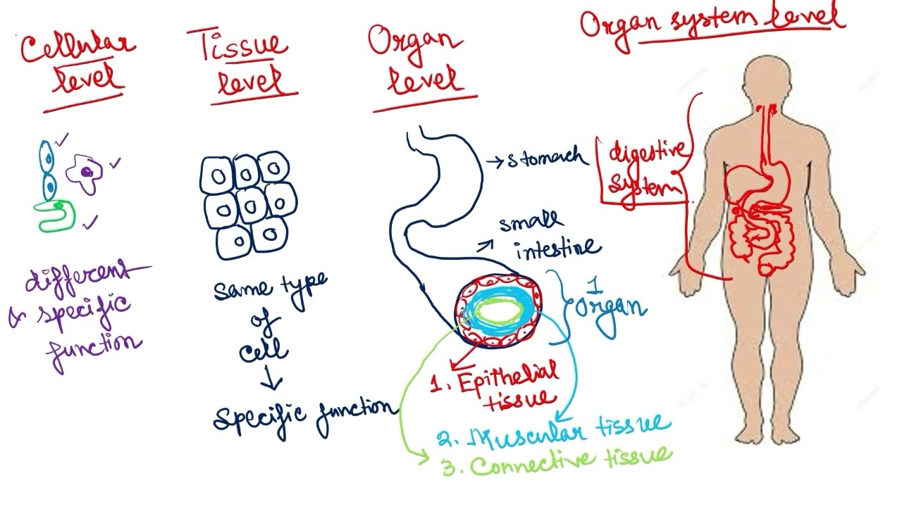 Level of Organisation in Phylums of Animal Kingdom | Part 2 of Phylums of Animal Kingdom