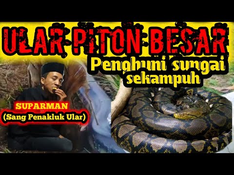 ngeri-pelepasan-ular-piton-terbesar-di-sungai-sekampuh
