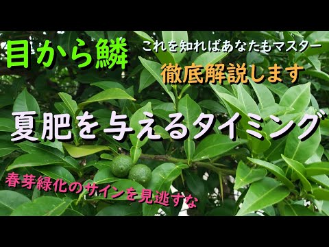マグノリアの木にいつ肥料を与えるのですか？最適な肥料とその与え方は？  庭園