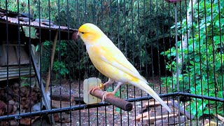 Download lagu The Best Canary Sound!! Belgian Canary Training Singing mp3