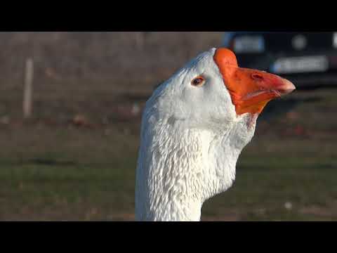 06.02.2018.Video 11.RUSLAN & NATASHA.Olympus Farm.