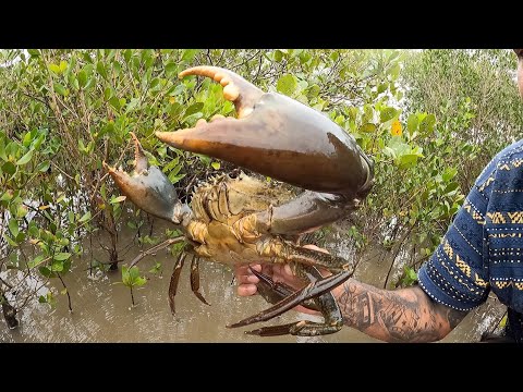 Mudzilla Mud Crab (catch,clean & cook)