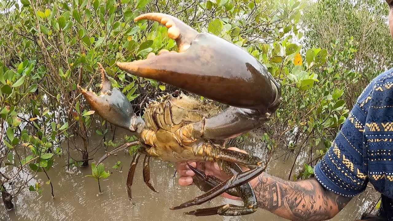 Mudzilla Mud Crab (catch,clean & cook)