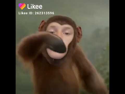 Лучшие комментарии. Обезьяна чи чи продавала кирпичи песня. Обезьяна чи чи продавала кирпичи песня. Обезьяна чи чи продавала кирпичи песня. Стихотворение про обезьянку чи чи.