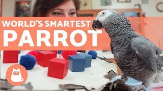 The SMARTEST PARROT in the WORLD 🦜💬 (Alex the African Gray)