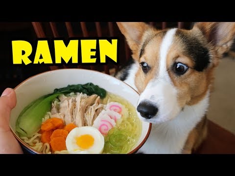 CORGI RAMEN - Homemade DOG Friendly DIY || Life After College: Ep. 567