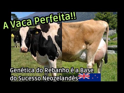 A VACA PERFEITA!!! Melhoramento genético é a chave do sucesso!!