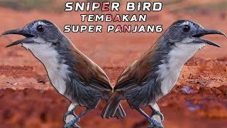 Download lagu Pancingan burung sniper gacor mp3