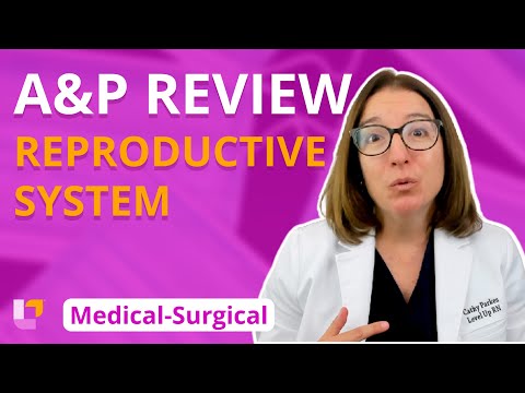 MS Reproductive System: A&P Review