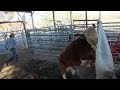 The Most Dangerous Bulls We Ve Ever Handled