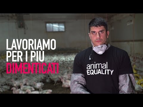 , title : '57.000 MORTI OGNI ORA: la tragedia dei polli in Italia'