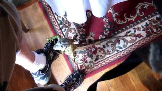 Iguana eats a mealworm