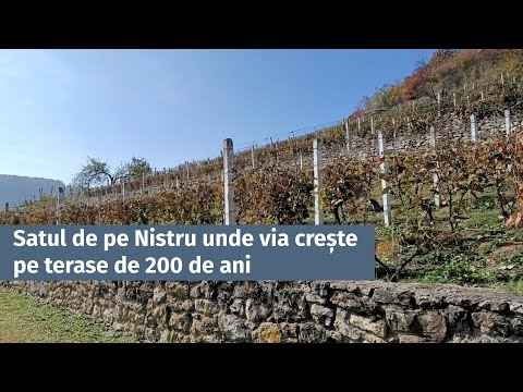 Satul de pe Nistru unde via crește pe terase de 200 de ani