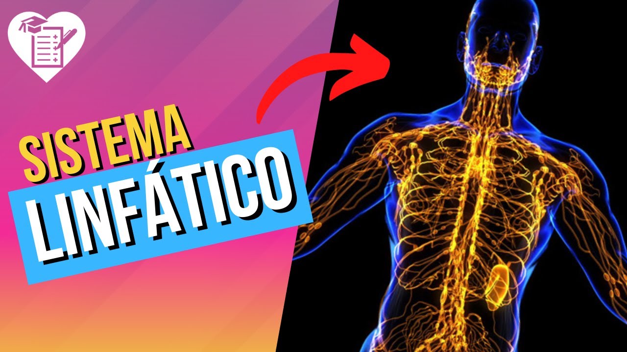 SISTEMA LINFÁTICO: Resumo com Tudo o que Você Precisa