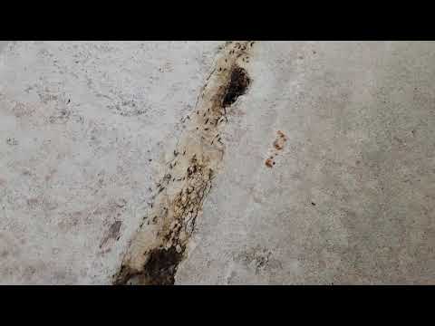 Uncovering a Massive Ant Infestation in Montgomery, NJ