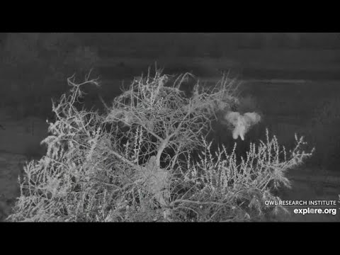 Great-horned Owl @Roger's Place - 5/26/2022 - #1 Owl Fledgling makes a grand return to the nest