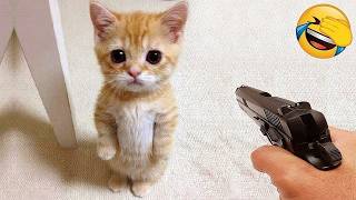 🤣 100%笑える！最高におもしろい猫動画！🐈😹パート 25