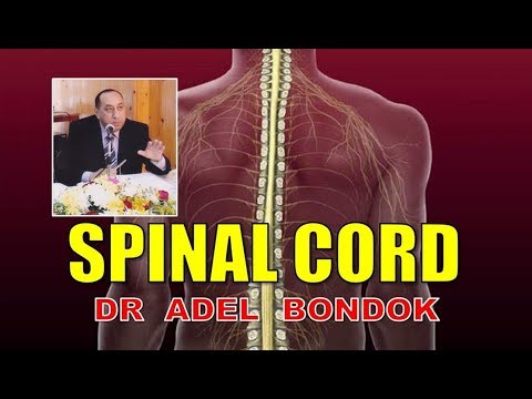 Anatomy of the Spinal Cord, Dr Adel Bondok