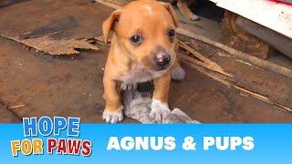 Dog had given birth in a shipping yard, but the guard didn't want us there! by Hope For Paws