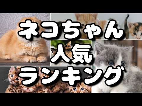 世界最古の猫の品種