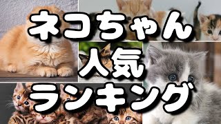 クロアシネコ 値段 Watch Hd Mp4 Videos Download Free