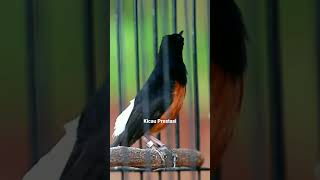 Download lagu Tembakan murai batu isian cungkok keren mp3