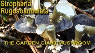 preview picture of video 'Stropharia rugosoannulata 1080p Mushroom cultivation'