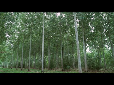 VISITE D'UNE PEUPLERAIE EN ILE DE FRANCE