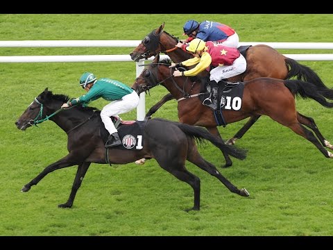 Hamburg: Hamburg Huskies Race (D) - Sieger: Buzzy