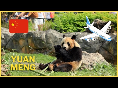 Pourquoi Yuan Meng quitte Beauval pour la Chine ?