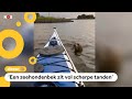 Zeehond klimt op kajak en laat iedereen schrikken