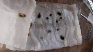 How To Germinate Cannabis Seeds | Northern Atlantic Seed Company Seed Review