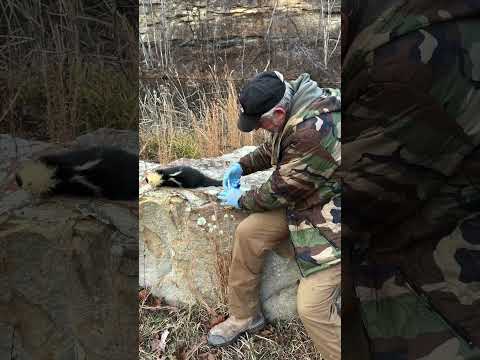 Making skunky lure for predators. #trapping #coyotes #outdoors