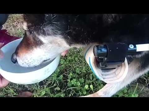 18歳の柴犬のりく君が犬用車椅子に乗って水を飲んでいる様子