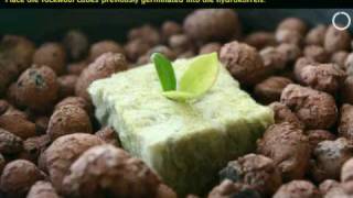 Aeroponics