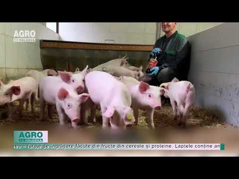 , title : 'HRĂNIM PURCEII CU COLA? Noile decizii ale fermierilor elvețieni – AGRO TV News'