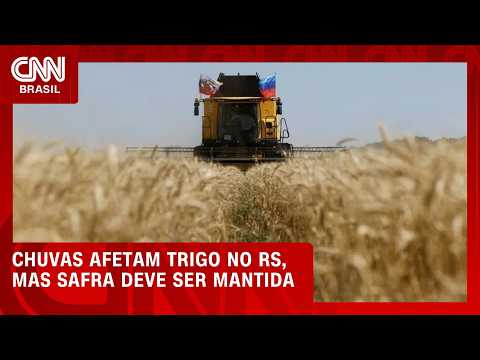 Chuvas afetam trigo no RS, mas estimativa para a safra é mantida | CNN PRIME TIME