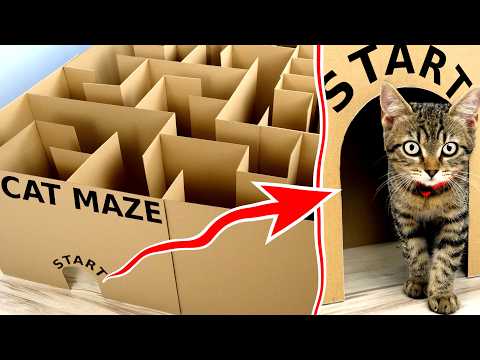 GIANT Maze Labyrinth for Cat Kittens. Can they EXIT?