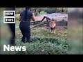 Woman Climbs Into Lion S Den At The Bronx Zoo NowThis