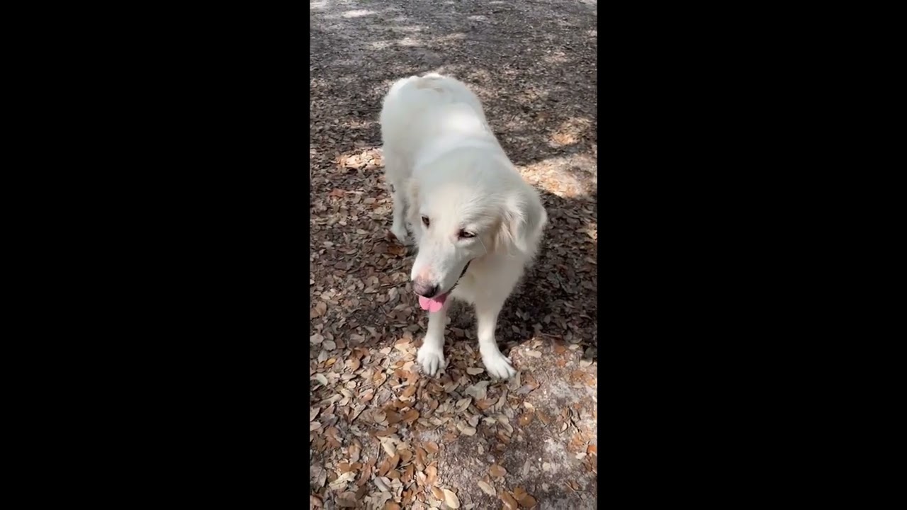 Enlarge Sara Lee, a Adoptable Great Pyrenees in Fulton, TX video 5/5