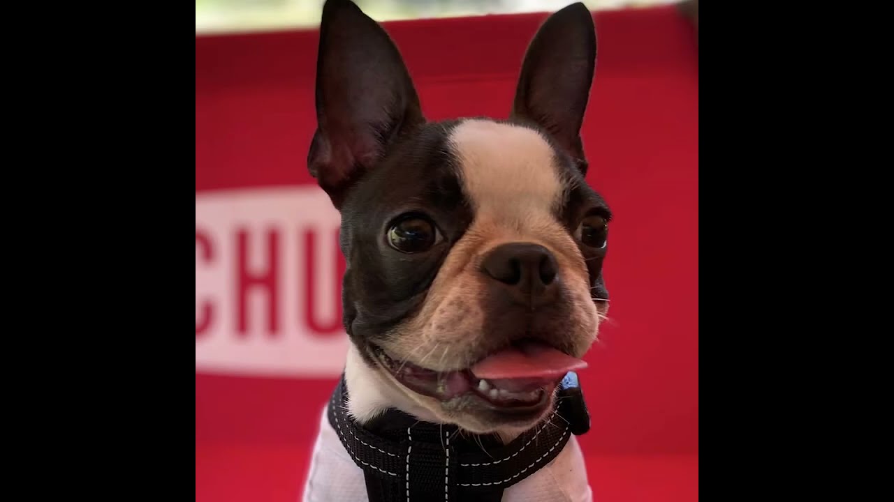 こむぎとあずき