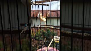 Download lagu prenjak sawah gacor, ngebren panjang#shorts mp3
