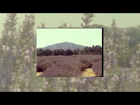 Jake Scott  -  Lavender (Visualizer)
