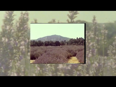 Lavender - Jake Scott